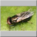 Physiphora alceae - Schmuckfliege 01 5mm.jpg